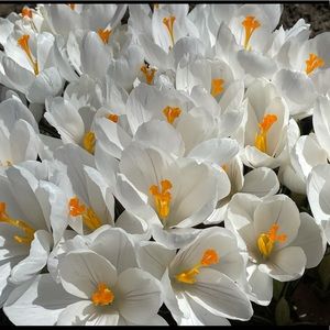 Meet your Posher, Susanna